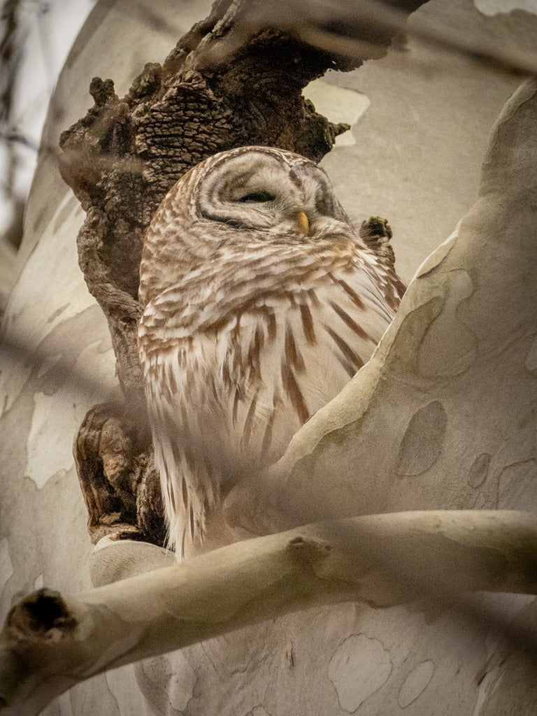 Bird Photography - Tips & Tricks