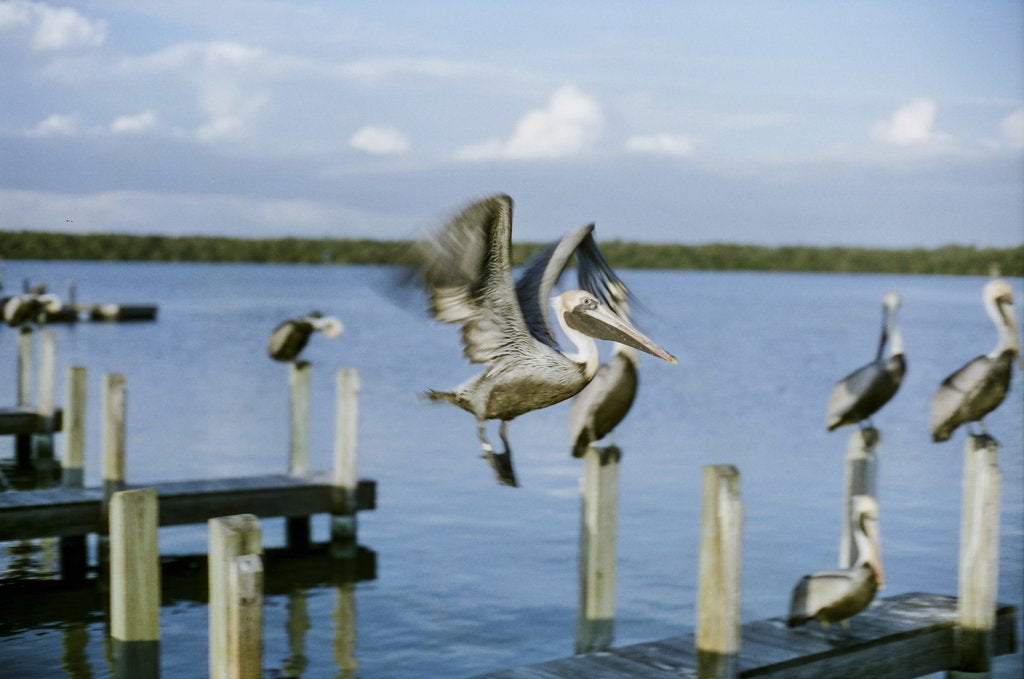 Cinestill 50 Daylight Color Negative Film, 35mm, 36 Exposures