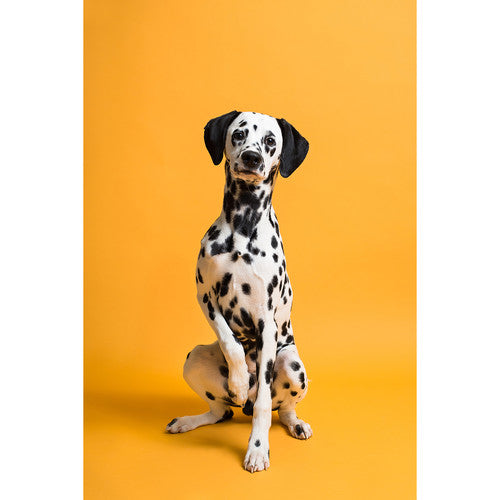 Savage #43 Seamless Background Paper (86" x 36') - Marmalade