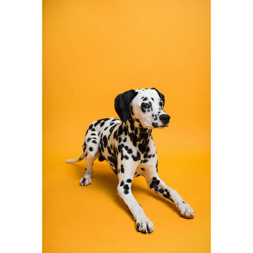 Savage #43 Seamless Background Paper (86" x 36') - Marmalade