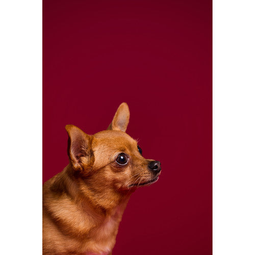Savage #06 Seamless Background Paper (86" x 36') - Crimson