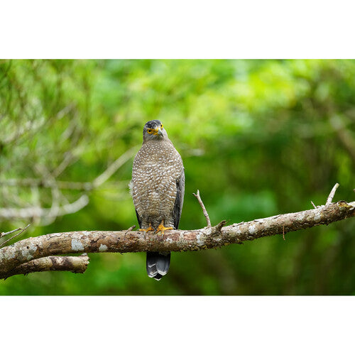 Sony FE 300mm f/2.8 GM OSS Lens (Sony E)