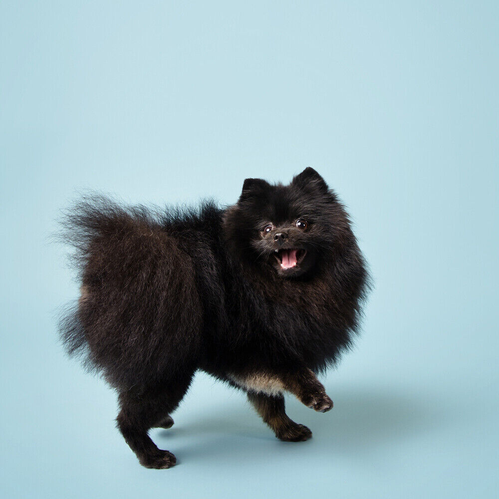 Savage #02 Seamless Background Paper (53" x 36') - Sky Blue