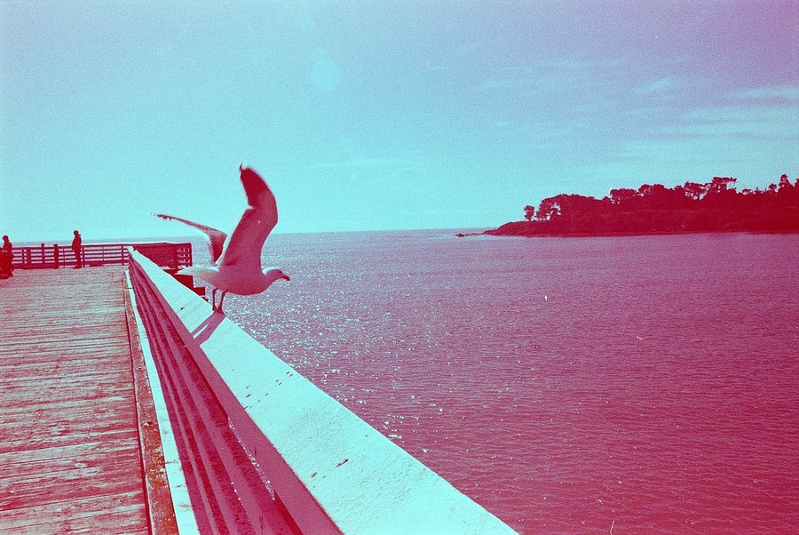 Revolog 600NM Color 35mm Film - ISO 200