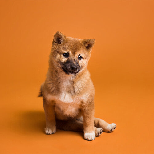Savage #17 Seamless Background Paper (86" x 36') - Sienna