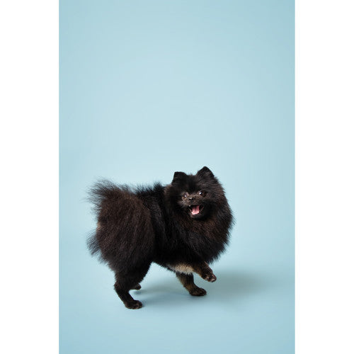 Savage #02 Seamless Background Paper (86" x 36') - Sky Blue