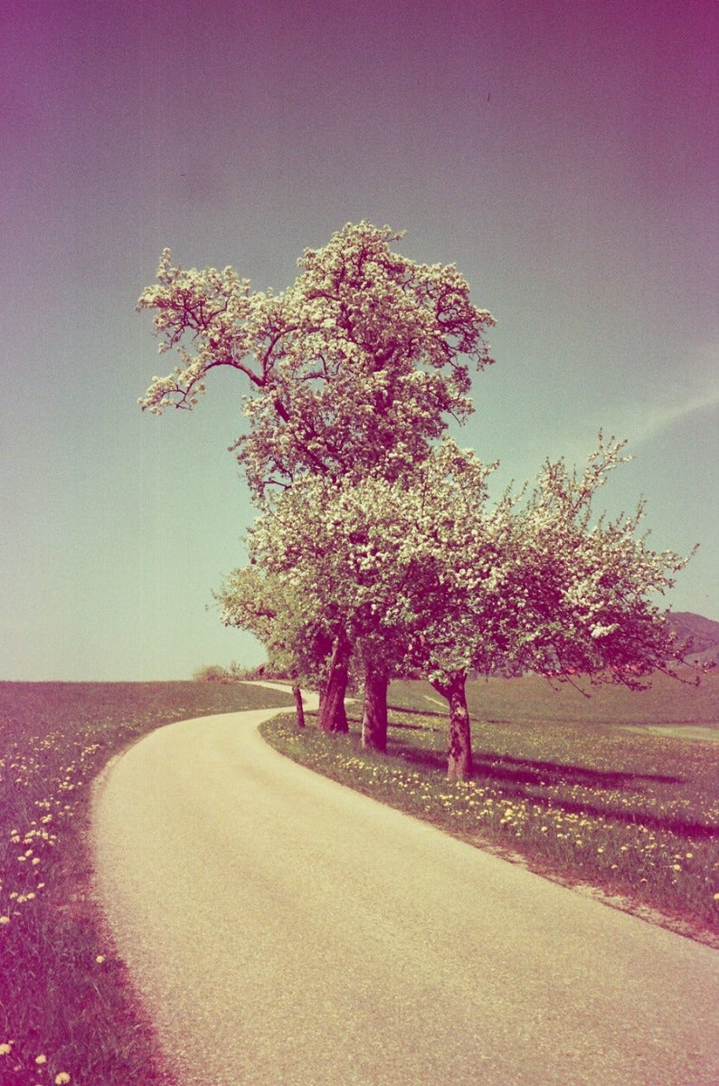 Revolog Kolor Color 35mm Film - ISO 200