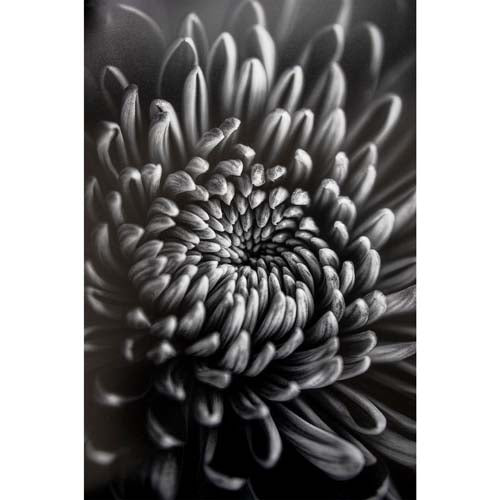 BUY Promaster Fine Art Baryta Natural Satin Paper 8 1/2''X11'' - 20 Sheets