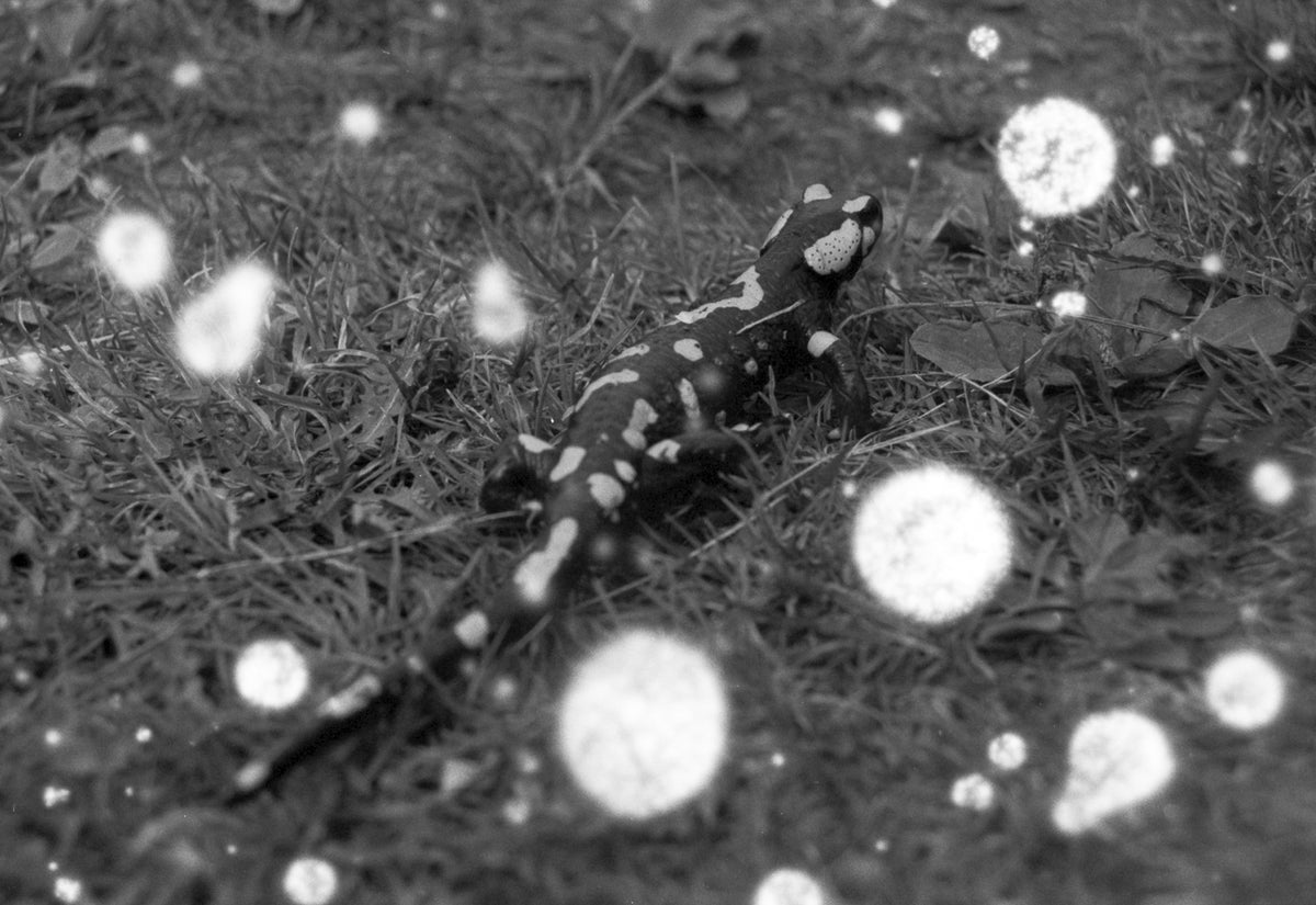 Revolog Snowvlox B&W 35mm Film - ISO 100
